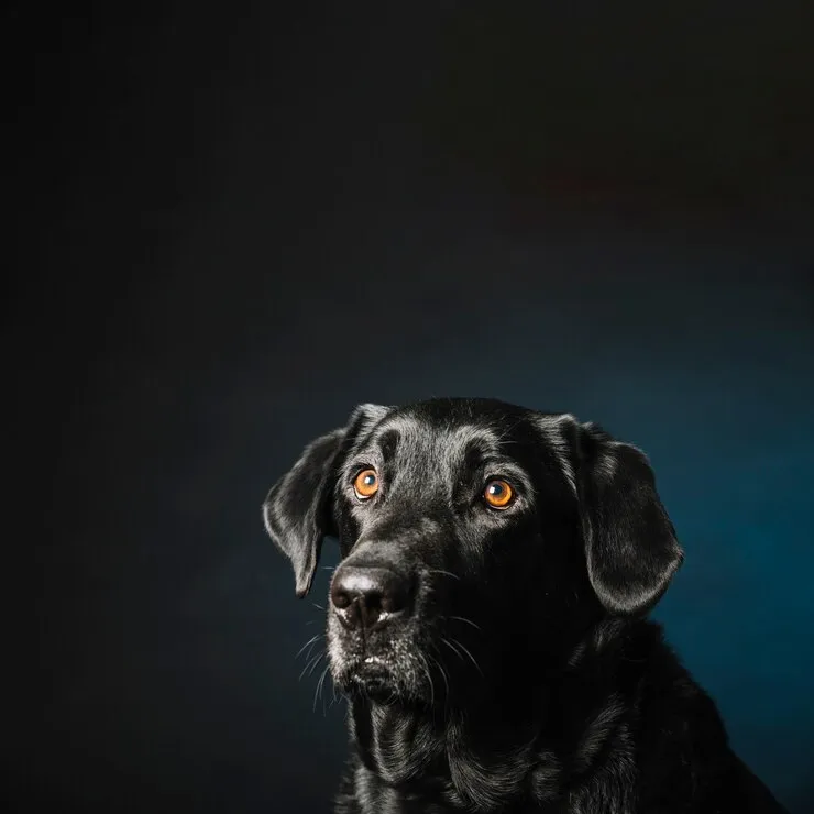 arti melihat anjing hitam di malam hari © 2024 freepik.com