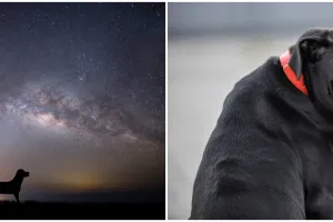 Pertanda adanya gangguan makhluk halus, begini 7 arti melihat anjing hitam di malam hari