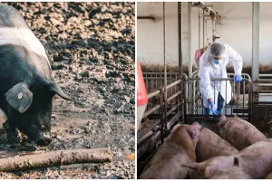 Apakah membahayakan manusia? Kenali apa itu Demam Babi Afrika, penyebab, gejala, dan penularannya