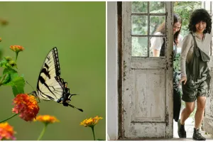 Kupu-kupu masuk kamar tidur tandanya ada tamu yang menginap? Ini penjelasan menurut primbon Jawa