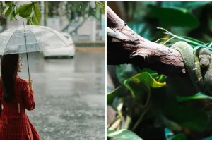 Jadi tanda ada yang menggunjing, ini 7 arti mitos melihat ular saat hujan dalam primbon Jawa