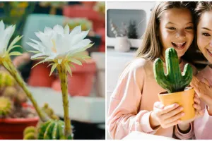 Tak hanya bawa keberuntungan, ini 7 makna menanam kaktus di rumah yang banyak dipercaya