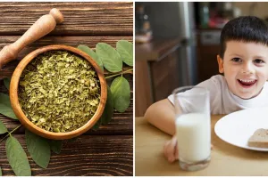 Jadi pengganti susu di program makan gratis, ini 9 manfaat daun kelor, gizinya setara dengan susu?