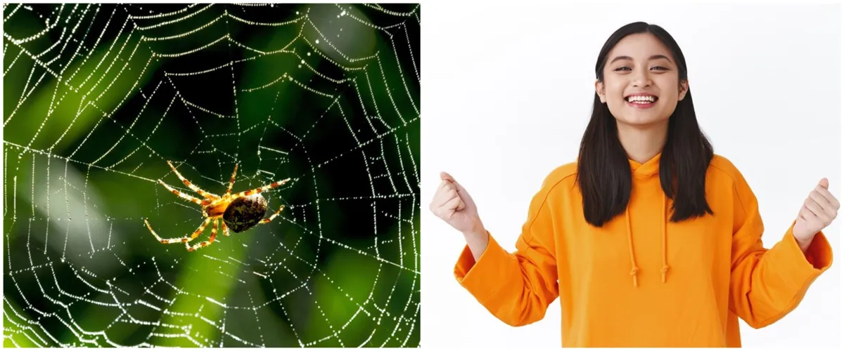 Jadi tanda keberuntungan, 7 arti mitos melihat laba-laba di pagi hari