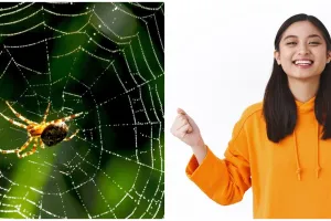 Jadi tanda keberuntungan, 7 arti mitos melihat laba-laba di pagi hari