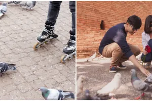 Pemerintah Seoul kenakan denda Rp11 juta untuk pemberi makan merpati liar, ini alasannya