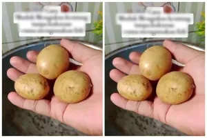 Cara mudah mengukus kentang agar cepat matang meski tanpa panci kukus atau saring