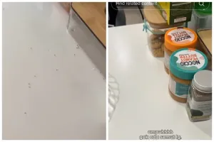 Cara ampuh mengusir semut dari meja makan tanpa semprotan khusus serangga, pakai 1 bahan sederhana