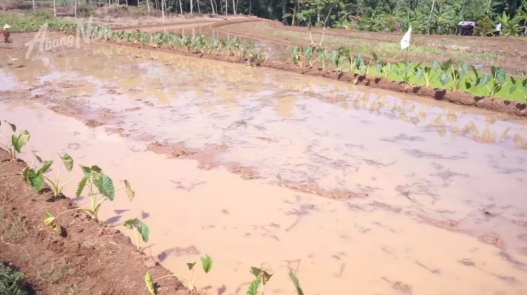 rumah istri narji di kampung halaman © YouTube