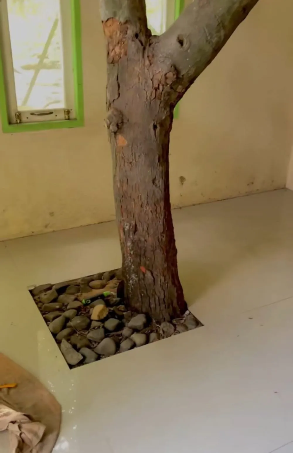 pohon nangka tumbuh di dalam rumah © TikTok