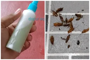 Trik ampuh membasmi kecoak tanpa perangkap, alami cuma pakai 1 bumbu dapur