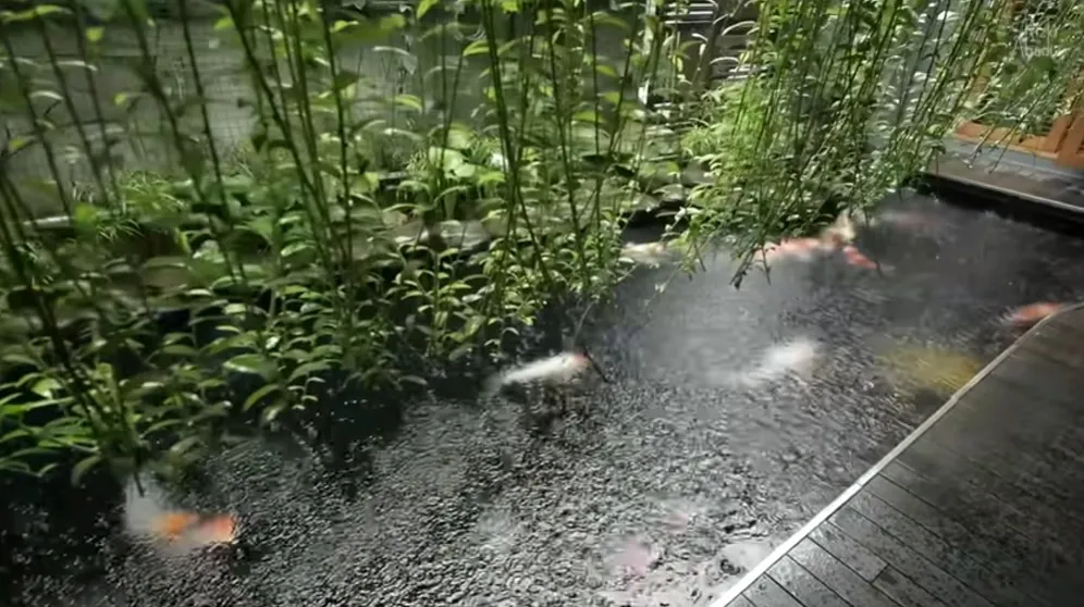 Rumah tropis serasa tinggal di surga dunia © YouTube Rumah tropis serasa tinggal di surga dunia © YouTube