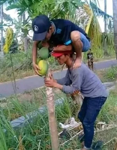 orang petik buah lucu aksinya © berbagai sumber orang petik buah lucu aksinya © berbagai sumber