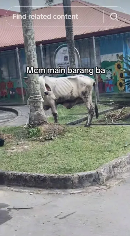 Viral penampakan sapi kurban kurus © TikTok Viral penampakan sapi kurban kurus © TikTok