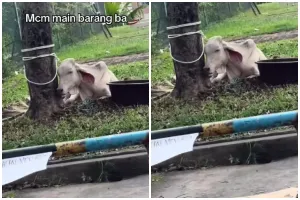 Viral penampakan sapi kurban, harga Rp27 juta tapi kurus kering sampai tulang terlihat