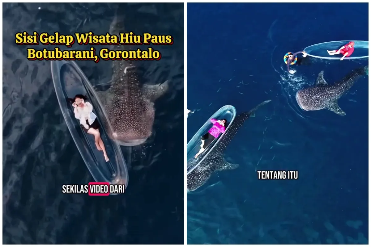 Kini jadi objek wisata idola, TikToker ungkap sisi gelap wisata hiu paus di Botubarani Gorontalo
