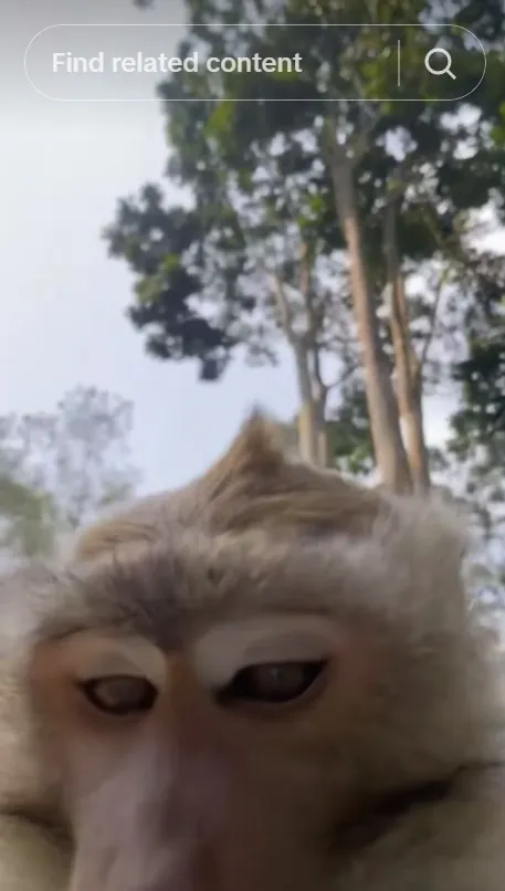 ponsel sejoli malah direbut monyet © TikTok ponsel sejoli malah direbut monyet © TikTok