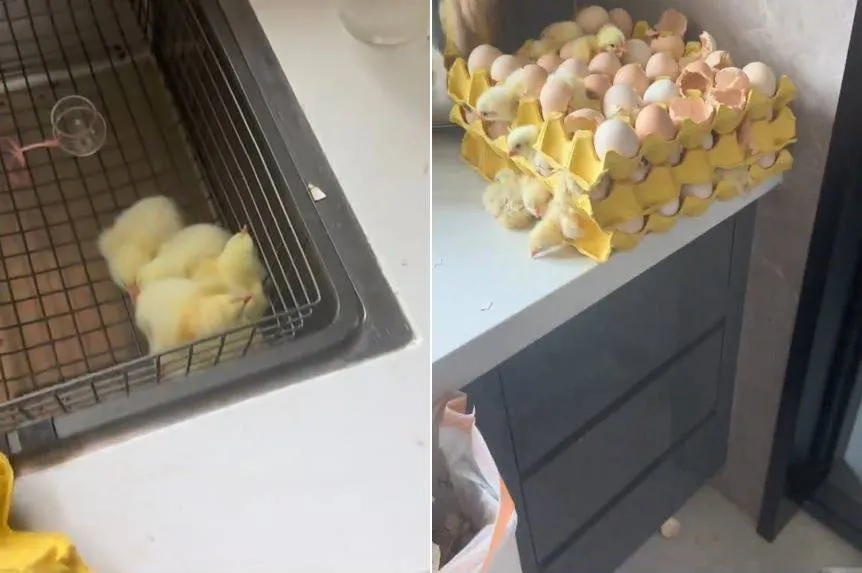 2 kerat telur menetas © 2025 TikTok