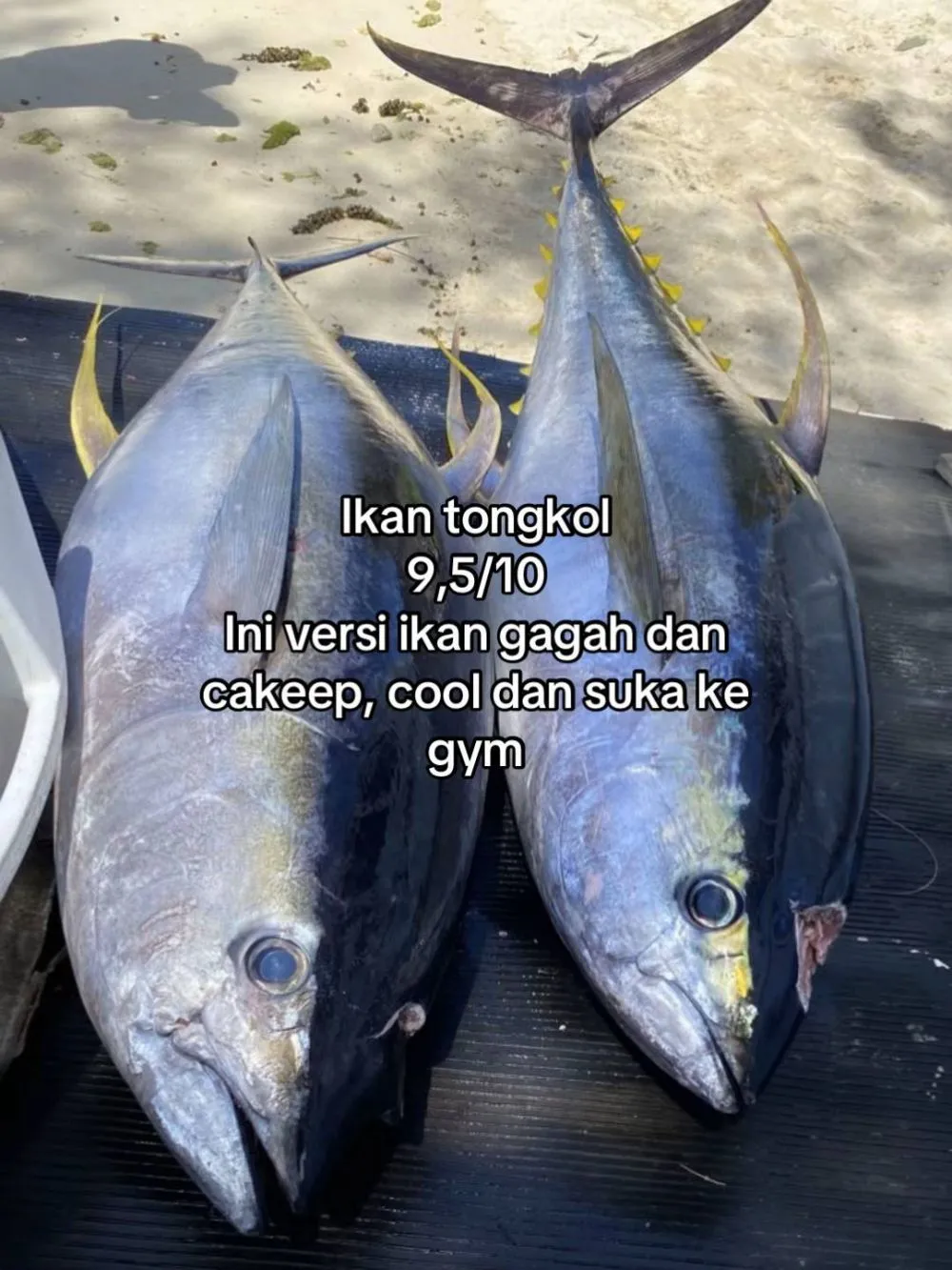 rating ikan good looking © 2025 TikTok