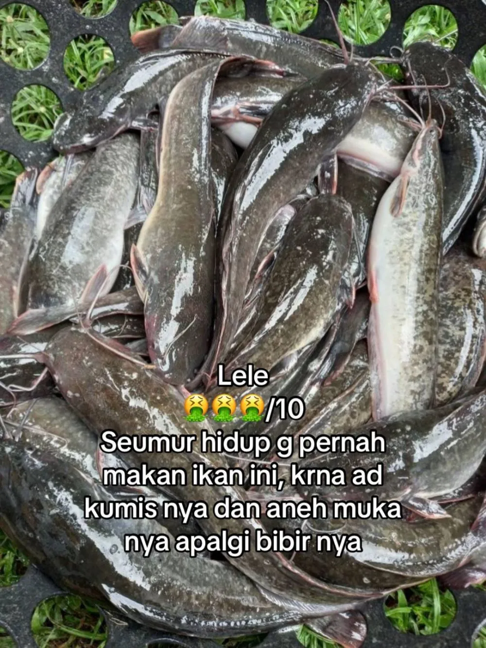 rating ikan good looking © 2025 TikTok
