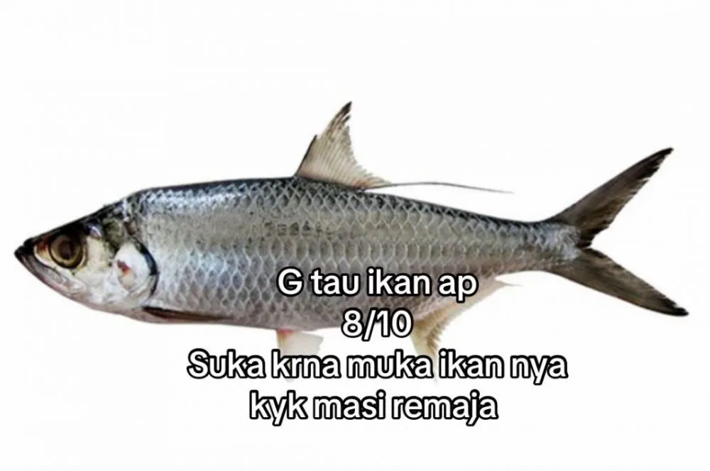 rating ikan good looking © 2025 TikTok