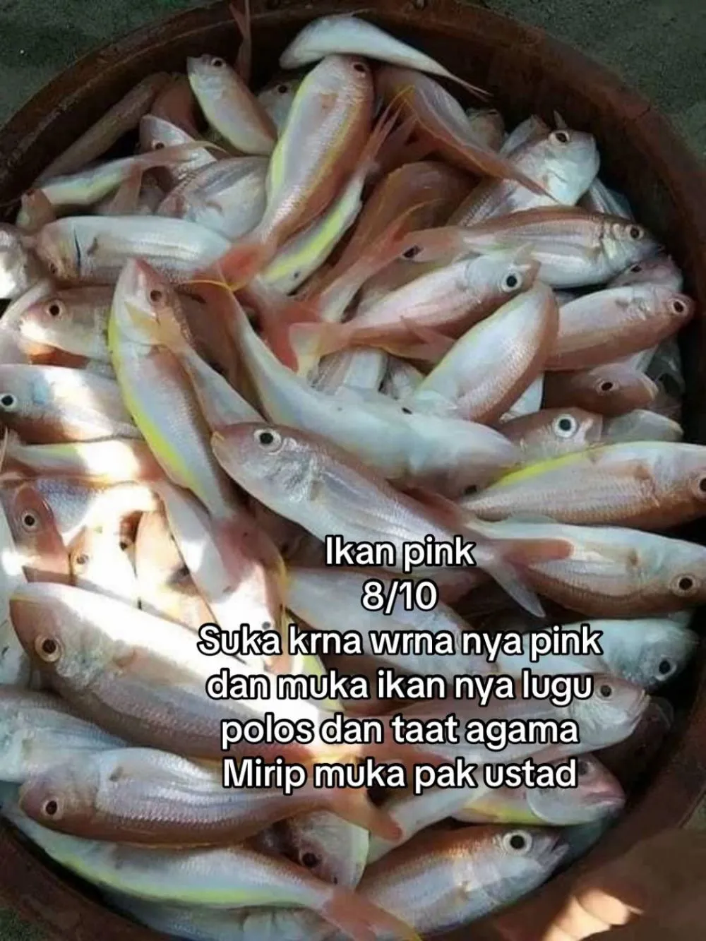 rating ikan good looking © 2025 TikTok