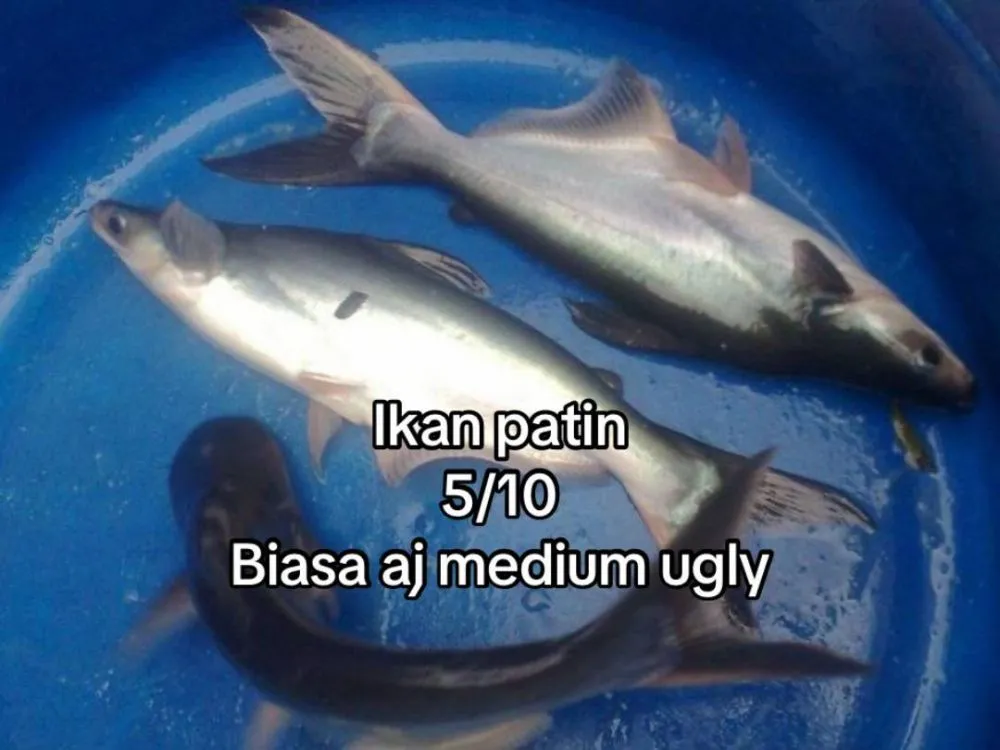 rating ikan good looking © 2025 TikTok