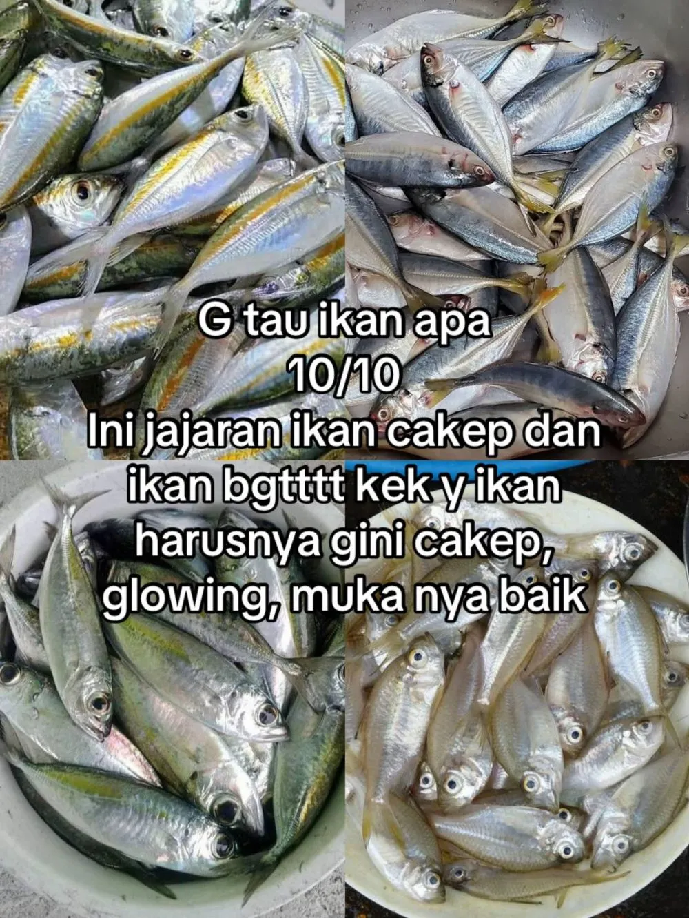 rating ikan good looking © 2025 TikTok