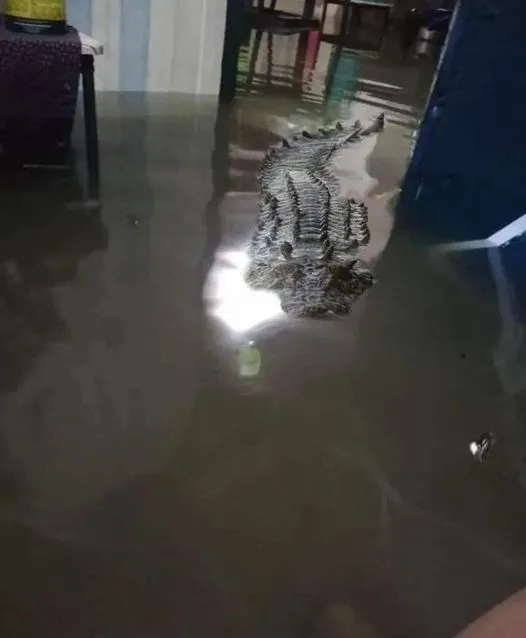 potret lucu bikin ketar ketir © 2025 berbagai sumber