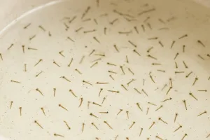 Bak mandi penuh jentik nyamuk? Tak perlu diberi obat khusus, pakai 1 bahan dapur ini untuk membasminya