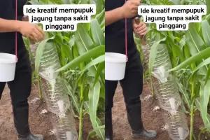 Anti pegal, petani ini punya trik cerdas pupuk jagung pakai botol bekas