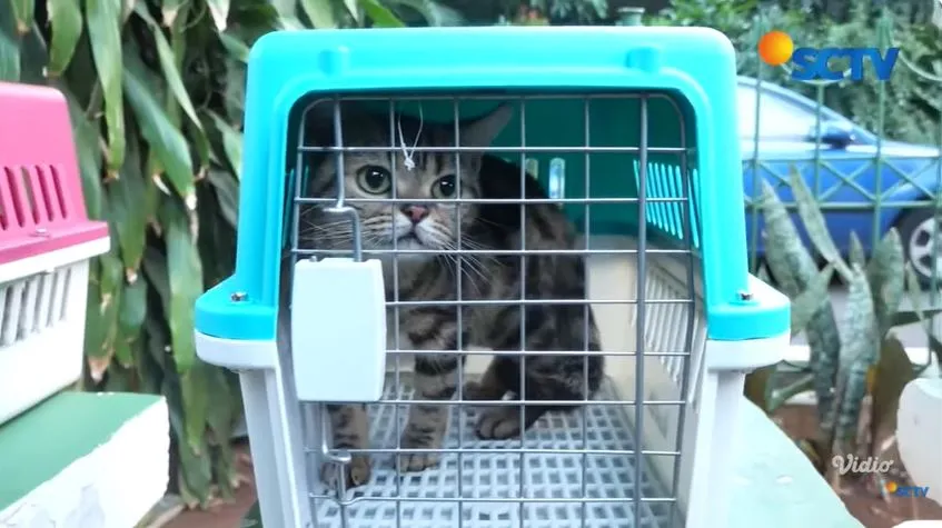 Sherina kembalikan 5 kucing Uya Kuya © 2025 brilio.net