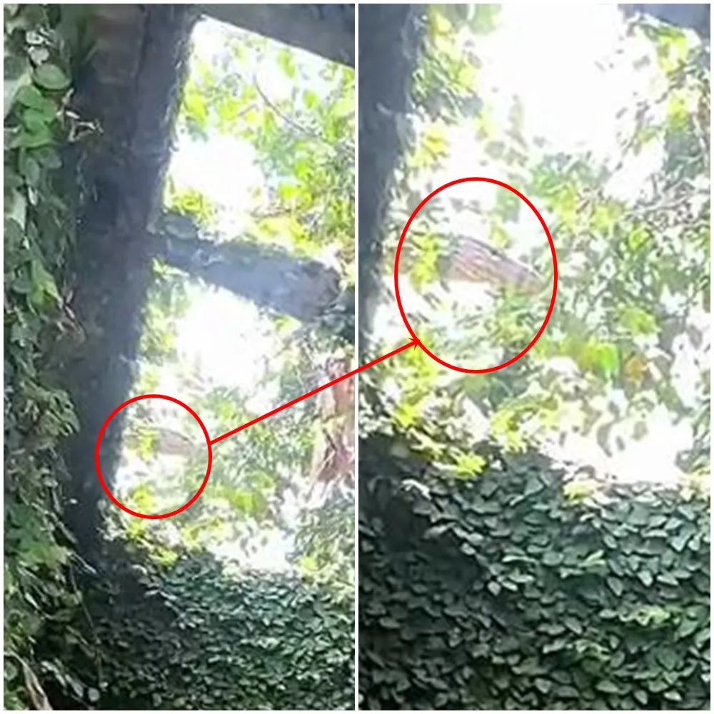 biawak ngintip di genting © TikTok biawak ngintip di genting © TikTok