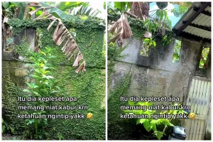 Sosoknya bikin liat dua kali, begini momen wanita tangkap basah pengintip dari halaman belakang rumah