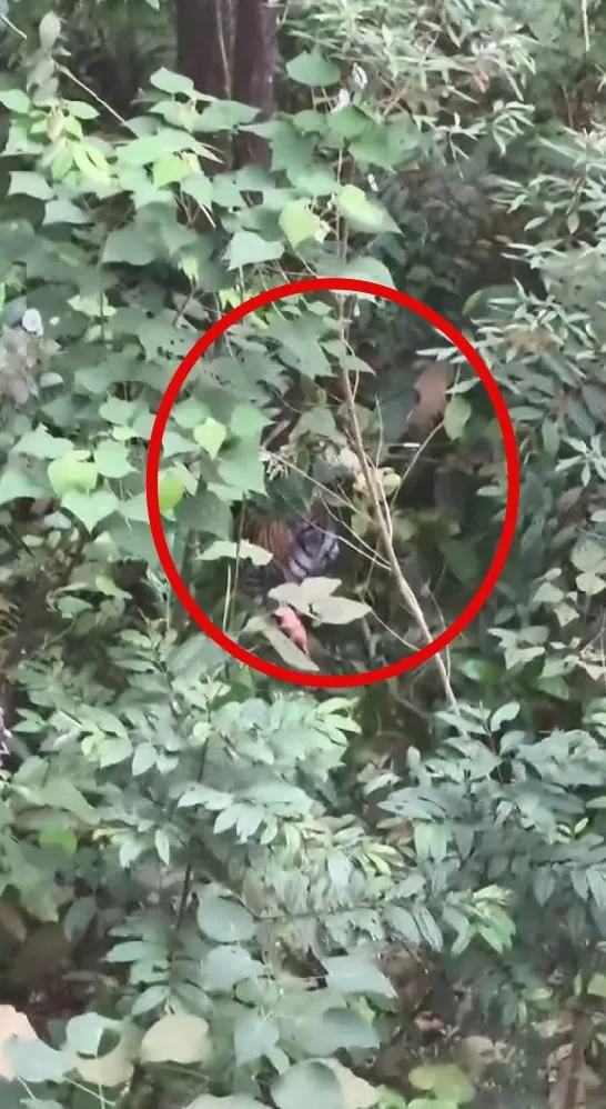 momen menegangkan pria diincar harimau © TikTok momen menegangkan pria diincar harimau © TikTok