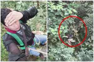 Diintai harimau, pria nekat bertahan 4 jam di atas pohon, ini akhir ceritanya