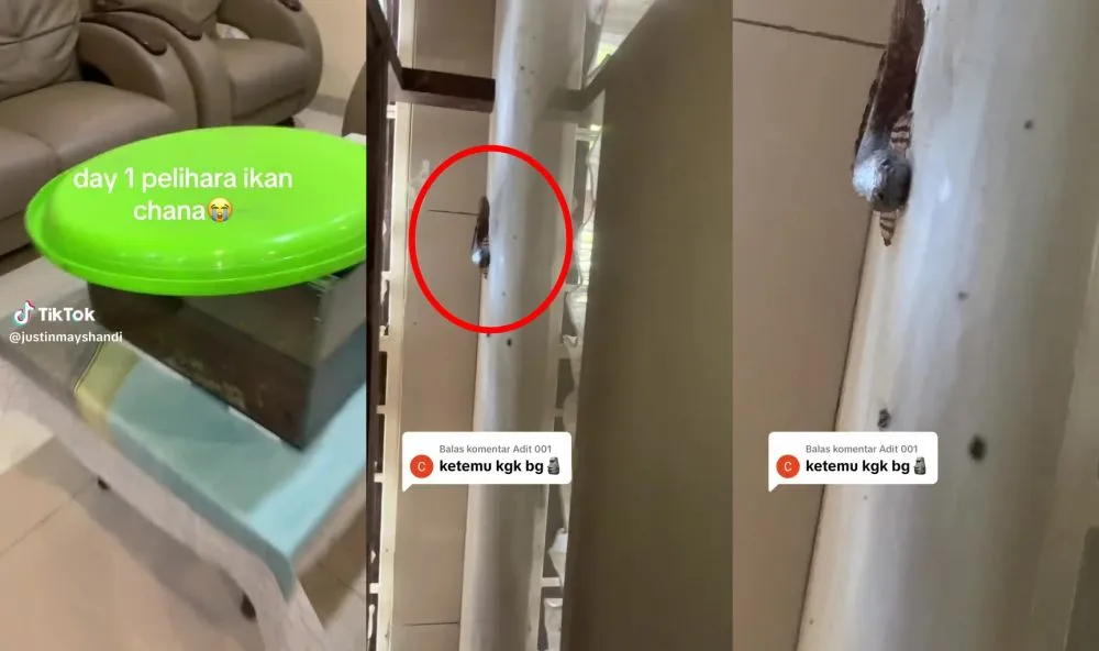 day 1 pelihara ikan chana © 2025 berbagai sumber day 1 pelihara ikan chana © 2025 berbagai sumber