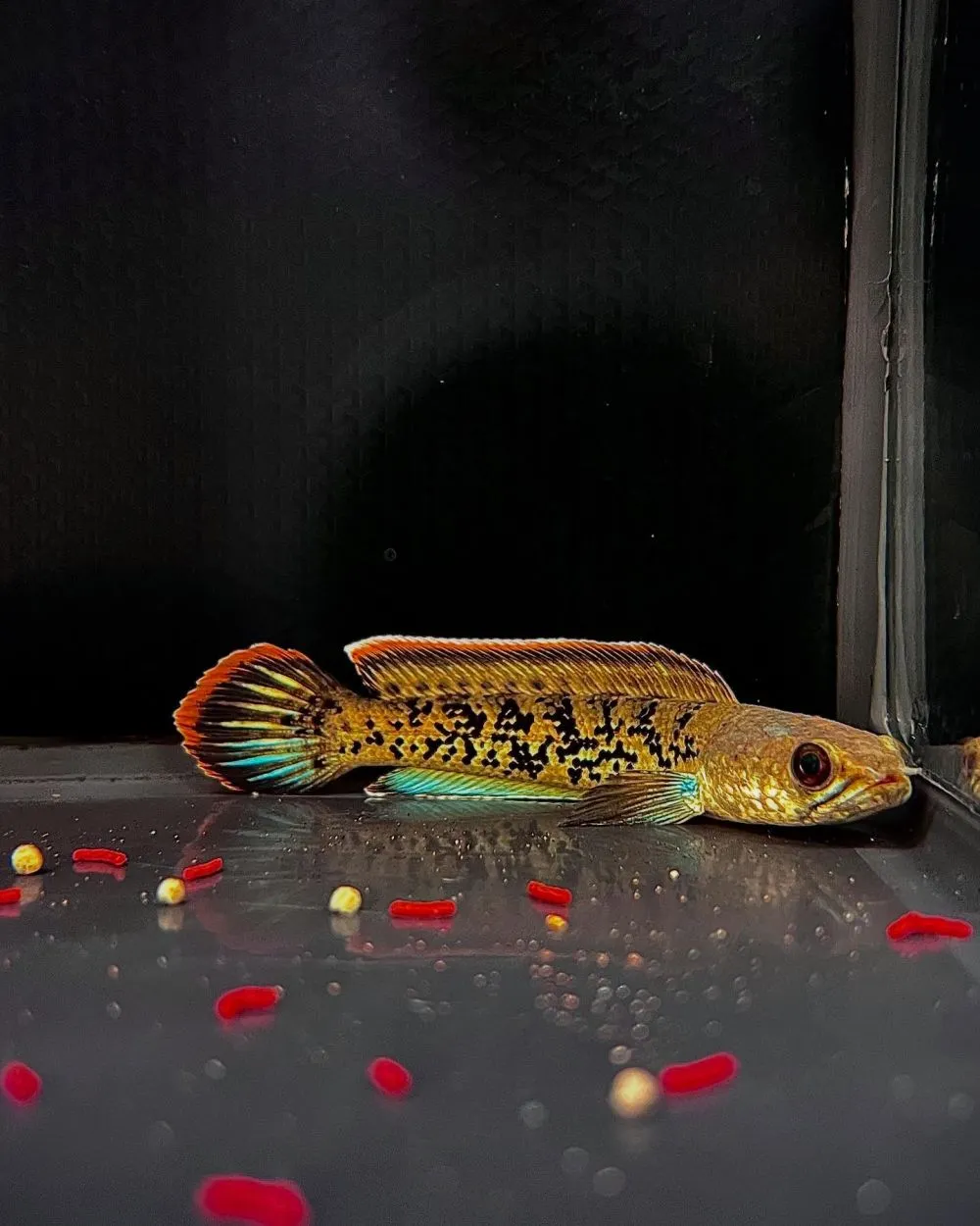 day 1 pelihara ikan chana © 2025 berbagai sumber day 1 pelihara ikan chana © 2025 berbagai sumber