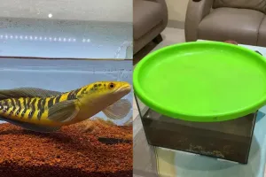 Day 1 pelihara ikan predator, pria ini dibuat keliling rumahnya sendiri selama 2 jam gegara ikan chana