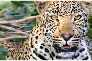 Viral macan tutul masuk hotel di Bandung, evakuasi dramatis makan waktu 3 jam