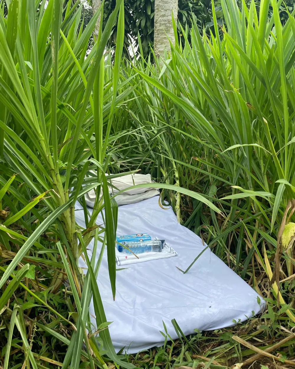 hotel semak semak © 2025 Instagram