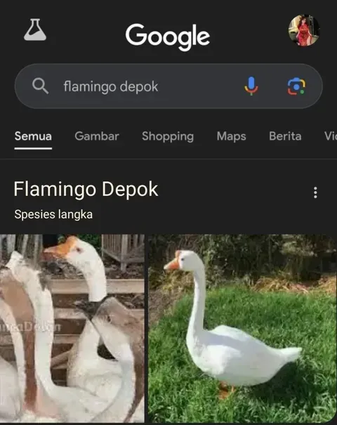 Gambar lucu hasil pencarian Google © 2025 Instagram