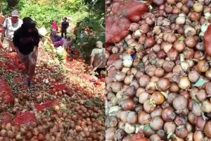 Di tempat lain 1 buah Rp5.000, 7 potret temuan bawang bombay di Batam tumpah ruah diserbu warga
