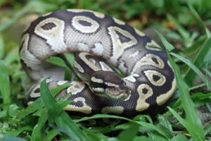 Viral pengendara motor diserang, digigit lalu dililit piton di Luwu Timur, begini kisah lengkapnya