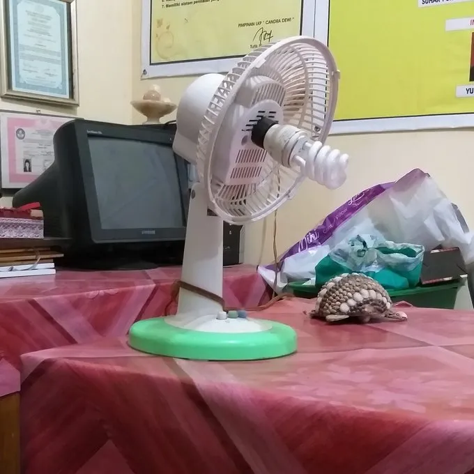 manfaatkan kipas angin nyeleneh © berbagai sumber manfaatkan kipas angin nyeleneh © berbagai sumber