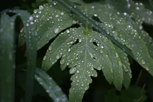 100 Kata-kata mutiara embun pagi, bangkitkan motivasi hidup