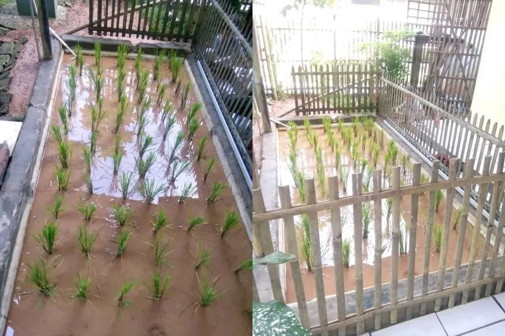 penampakan nyeleneh di sawah © berbagai sumber penampakan nyeleneh di sawah © berbagai sumber