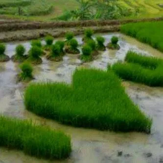 penampakan nyeleneh di sawah © berbagai sumber penampakan nyeleneh di sawah © berbagai sumber