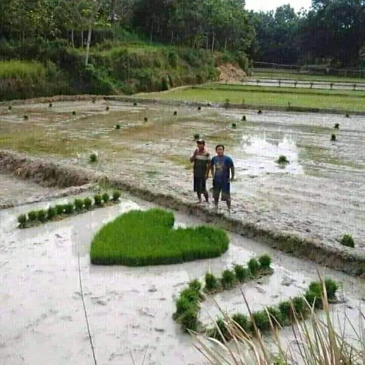 penampakan nyeleneh di sawah © berbagai sumber penampakan nyeleneh di sawah © berbagai sumber