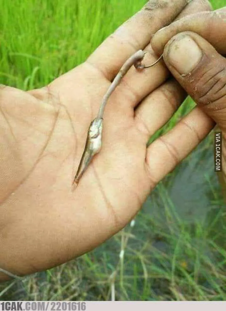 bapak bapak mancing kocak © berbagai sumber